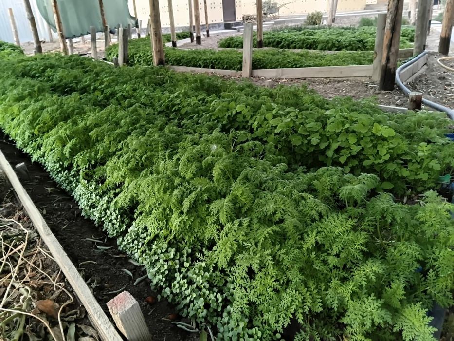 Продается дом в городе Кызылорда