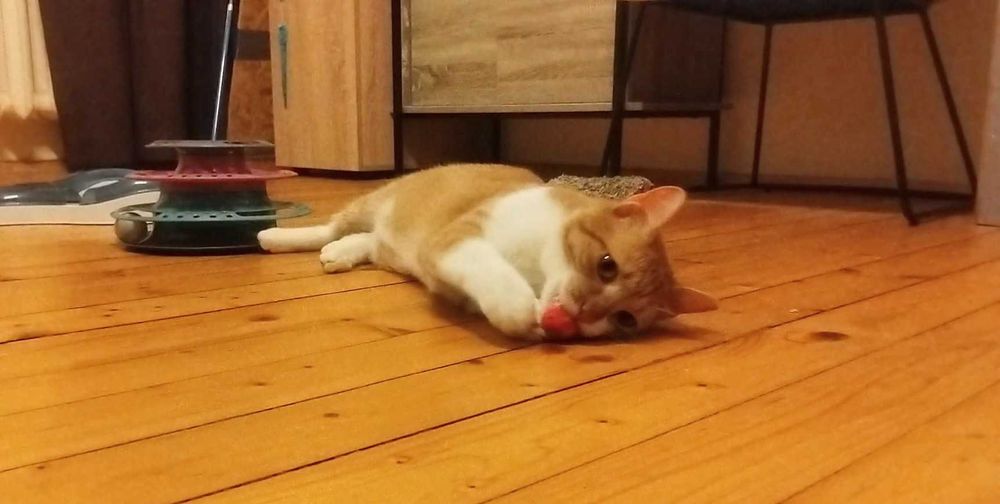 Кюфтенце търси дом