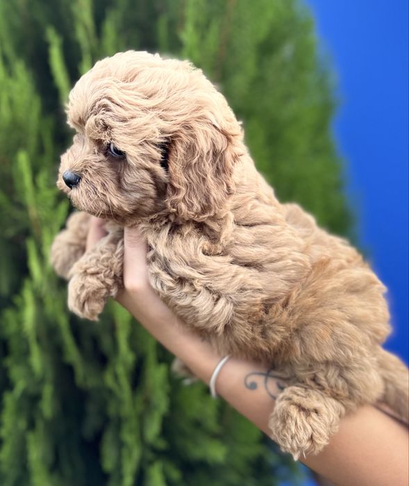 Кавапу Cavapoo момченце