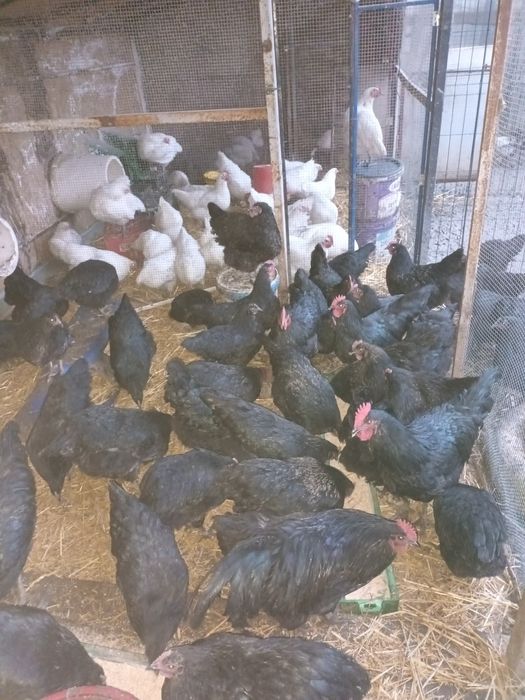 Oua australorp pentru incubat