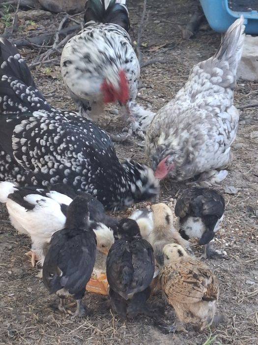 Продам Японские куриц и петушо.₸