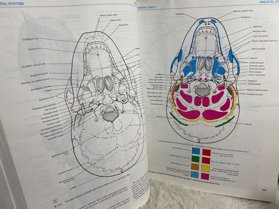 Atlas anatomie GRAY Ed38 medicina rez NOU nu Sobotta Netter Sinelnikov ...