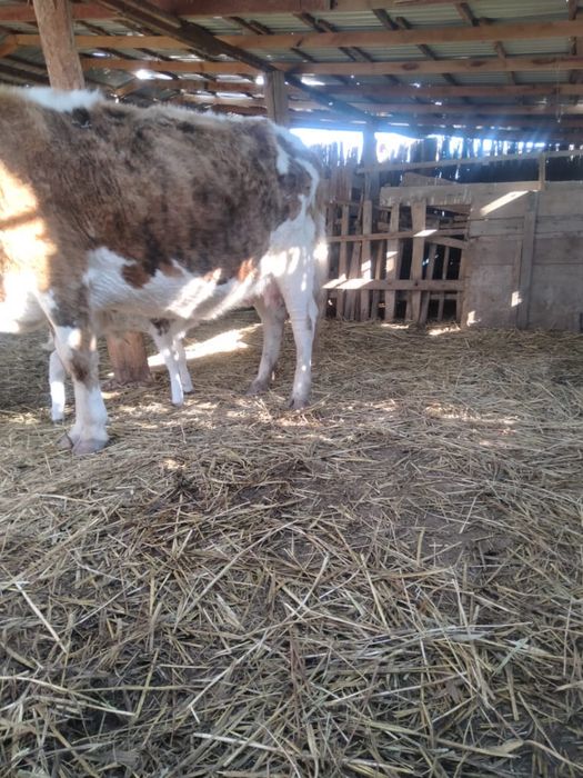 Сиыр бузауымен сатылады