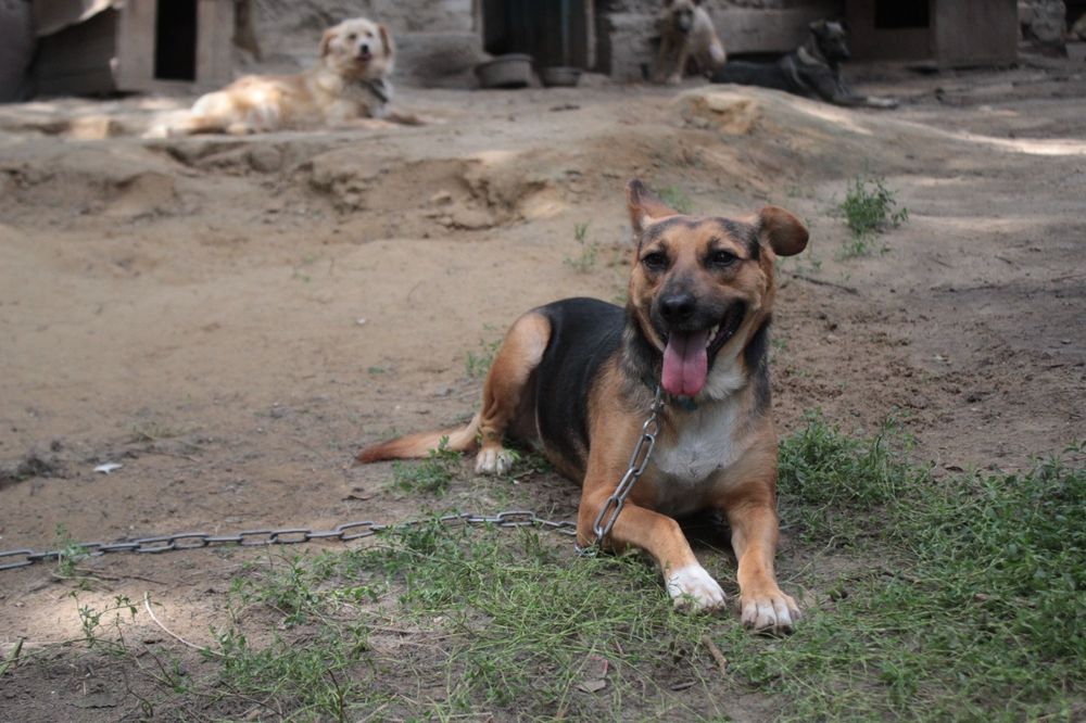 Срочно Отдам в добрые руки