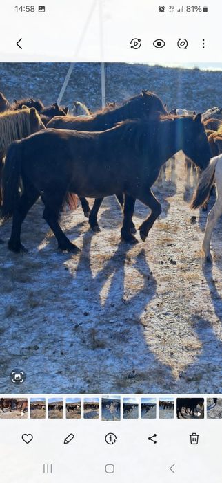 Қысыр семіз би сатамын