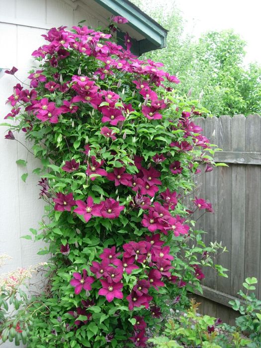 Clematis (Diferite Culori )