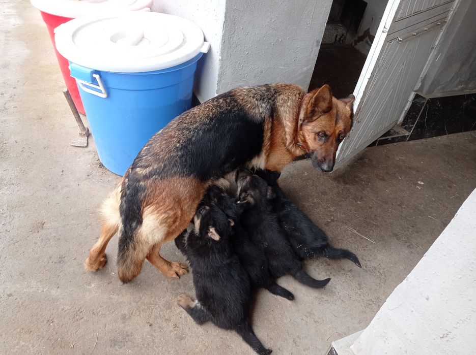 Продаю щенков немецкой овчарки