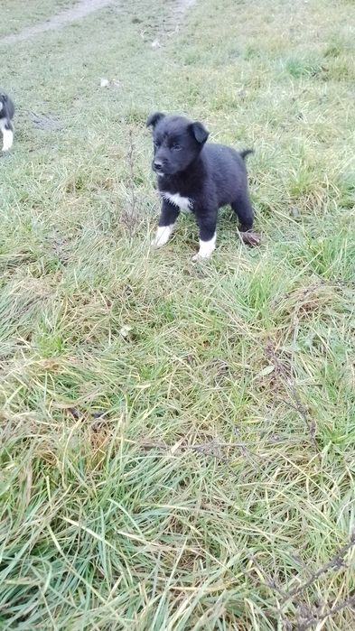 Donez căței talie mica