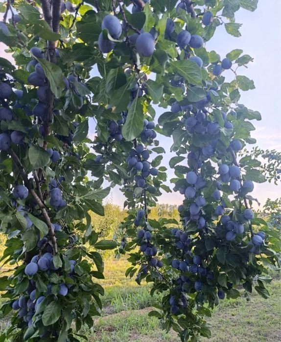 Vand Prune pentru țuică și palinca