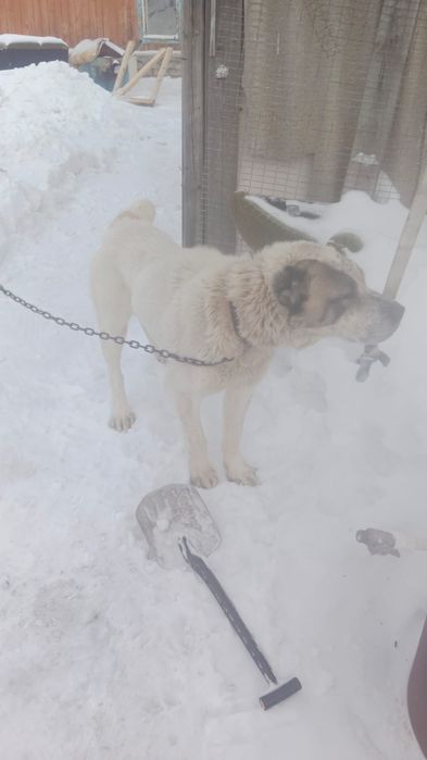 Отдам в хорошие руки