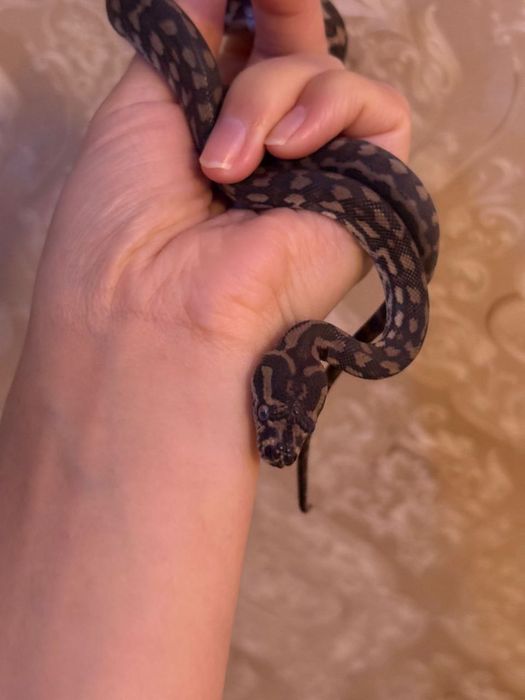 Продам коврового питона.,