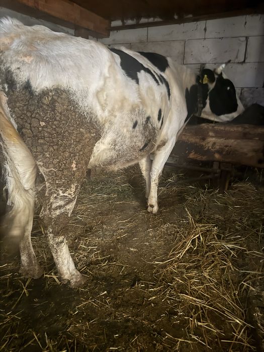 Vand sau schimb vaca gestanta luna 7 a