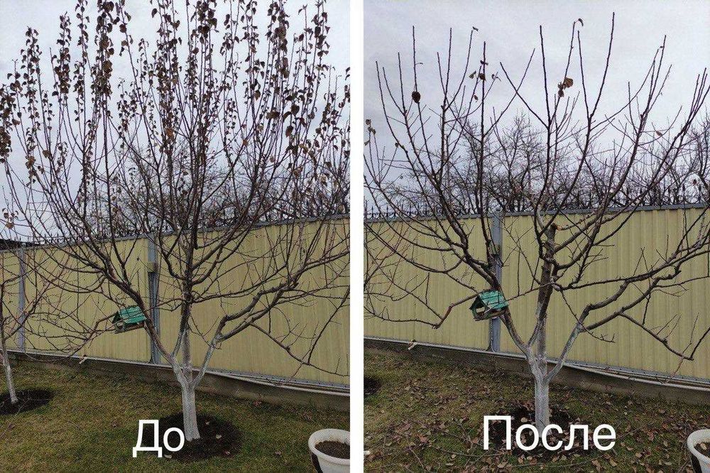 Обрезка плодовых  деревьев– здоровье и урожай вашего сада !