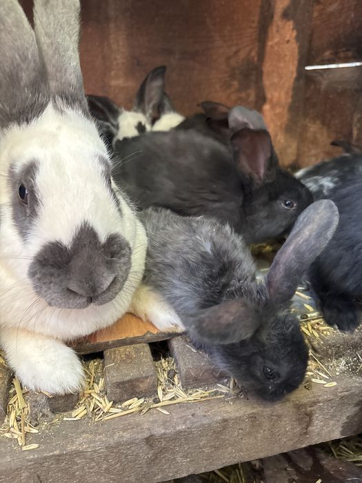 Pui de iepure de vanzare