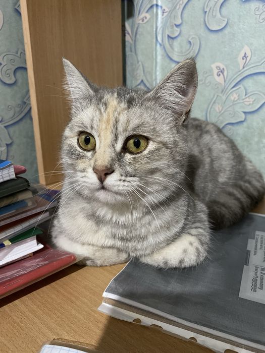 Срочно отдам кошку в добрые руки!!!