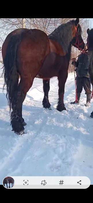 De vânzare doua iepe garantate și de ham 5 ani câte una det la telefon