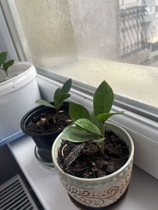 Комнатные цветы