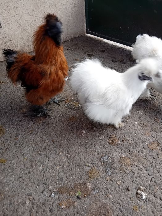 Oua matase japoneza de vanzare