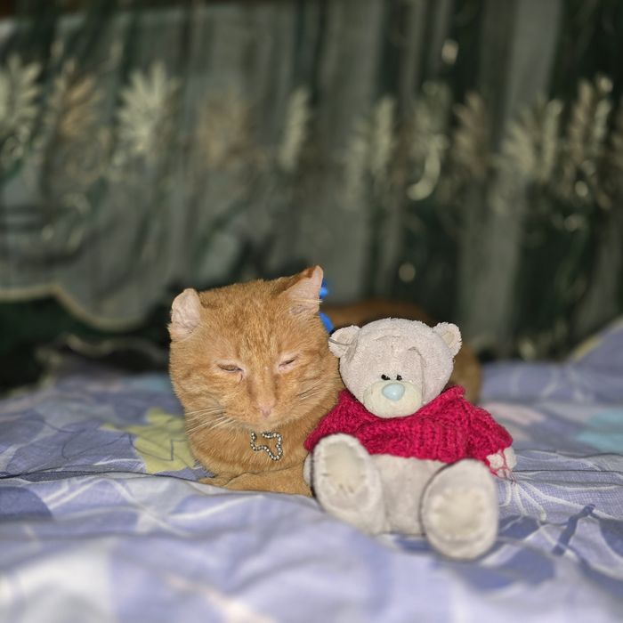 Санни красивый кот