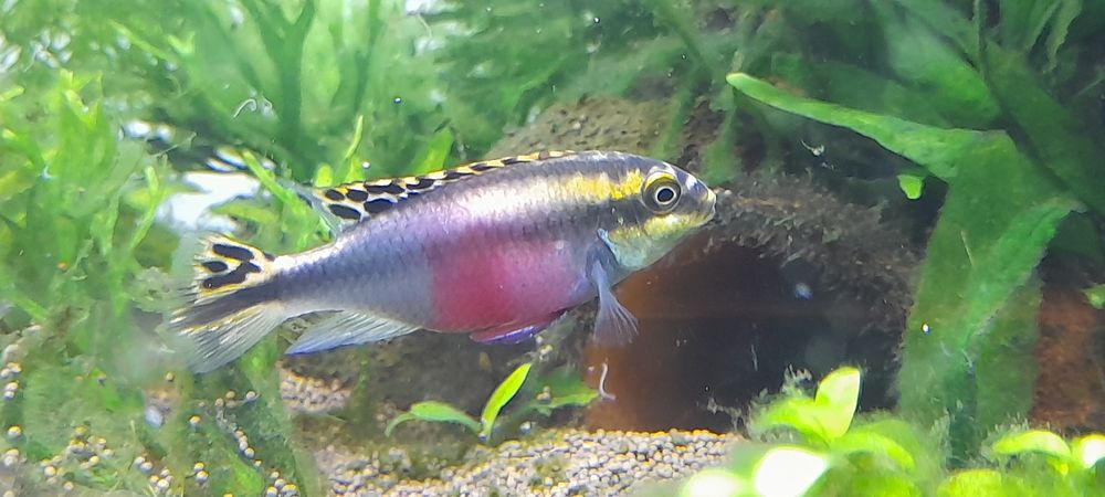 Аквариумная рыбка Пельвикахромис Пульхер