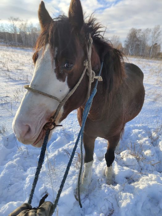 продам айгыр 6 летка мінгі уыйрде болған