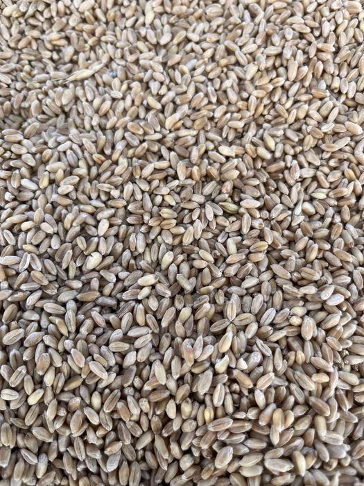 Пшеница, новый урожай. Чистая.