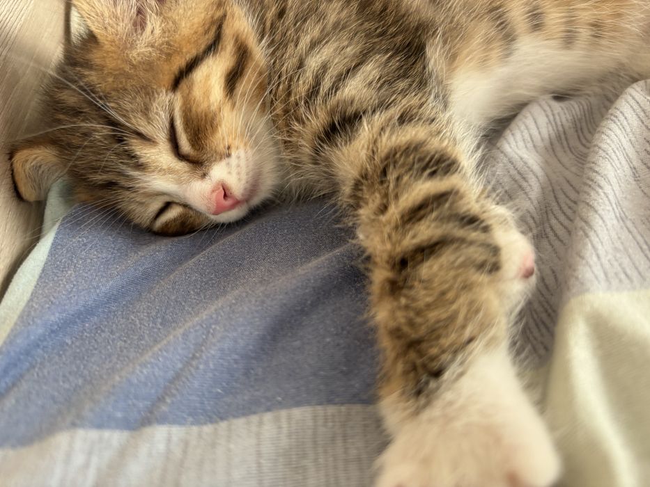 Отдам в добрые руки