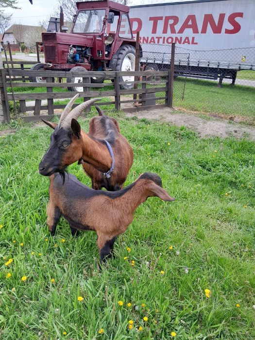 Vând Capre Alpine Franceze ( ieduțe..)