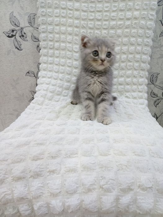 Zoti Fillandiya jghj