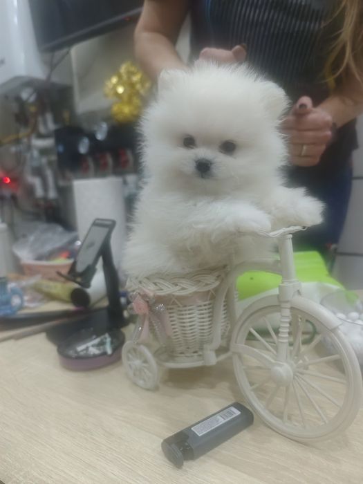 Щенки цверг шпица