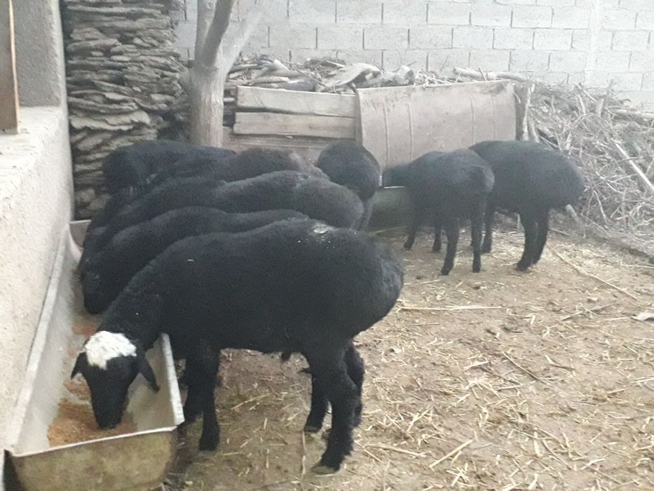 Semiz Quy quzilar Qurbon va hayit bayramlari uchun va yaxshi kuningiz