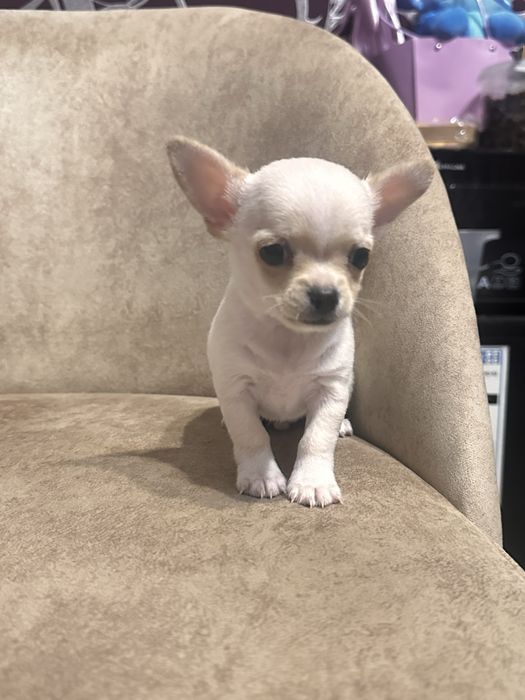 Шикарные щенки чихуахуа