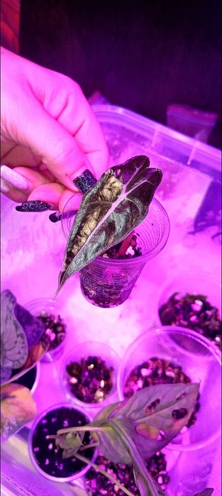 Продам деток Алоказии Полли