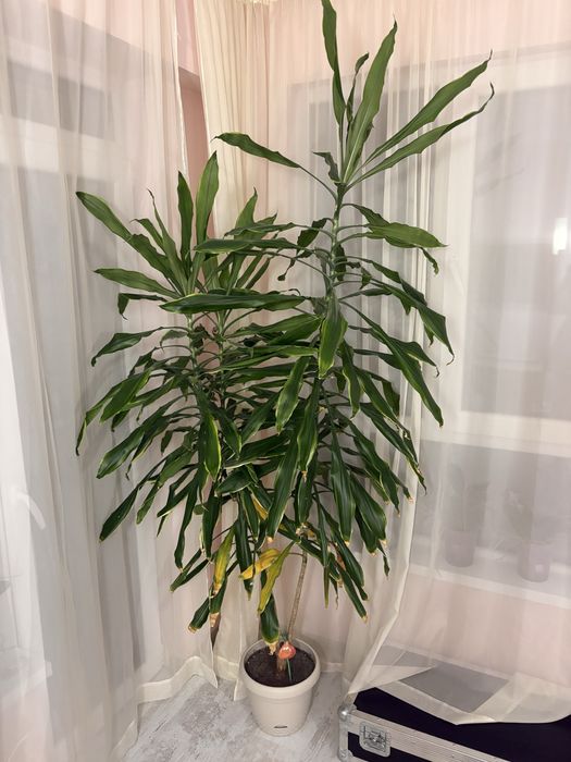 Палма юка 2.00 метра