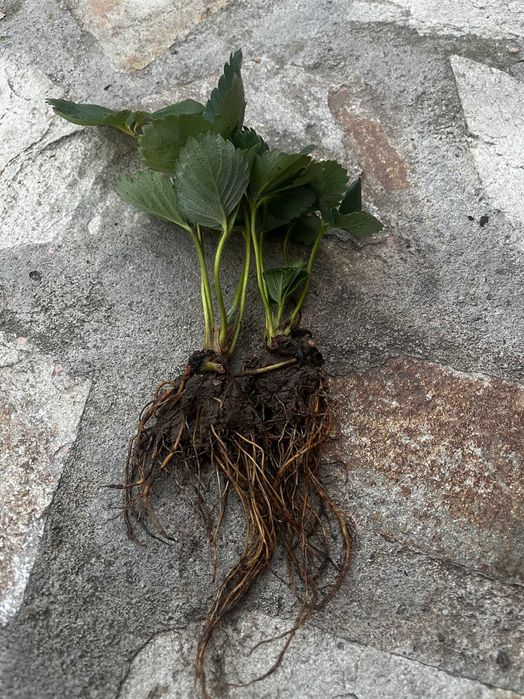 Ягоди разсад клери, магнус, дар селект