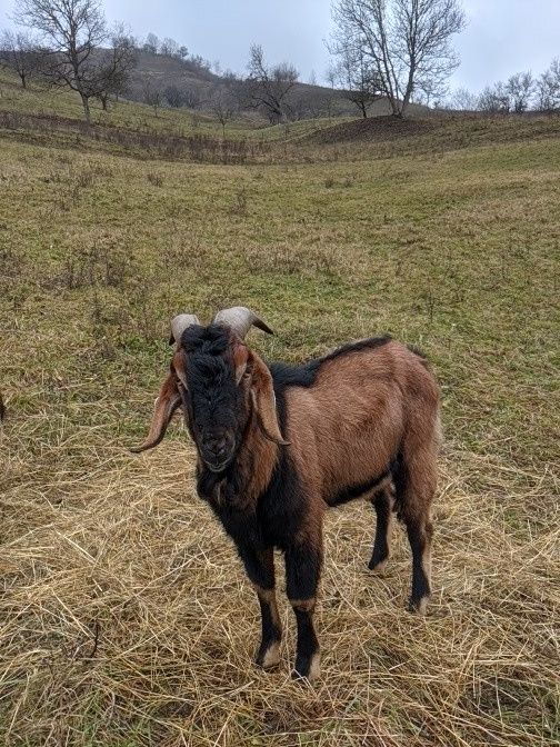 Țap AngloNubian tânăr