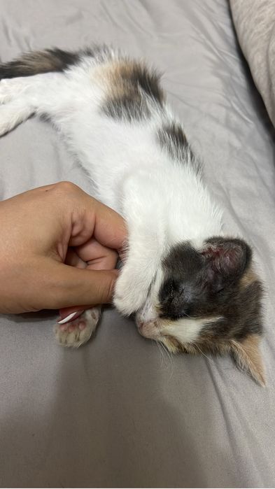 Котенок девочка в добрые руки