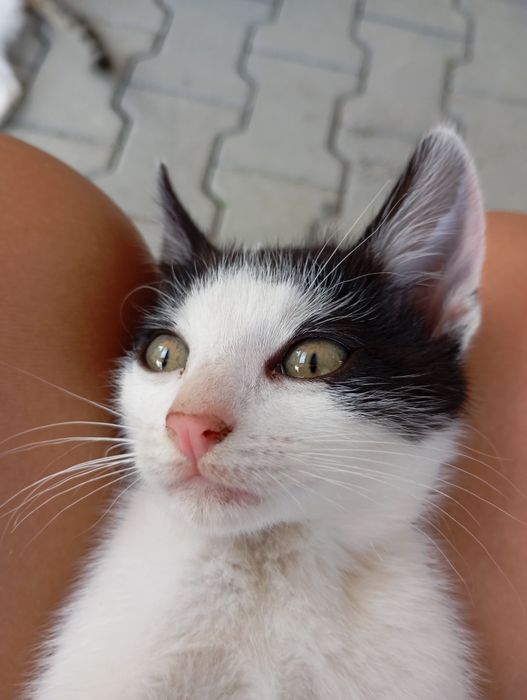 Donez pisici 1 femela adult și 2 pui