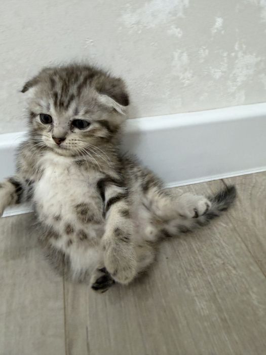 Котят шотландские