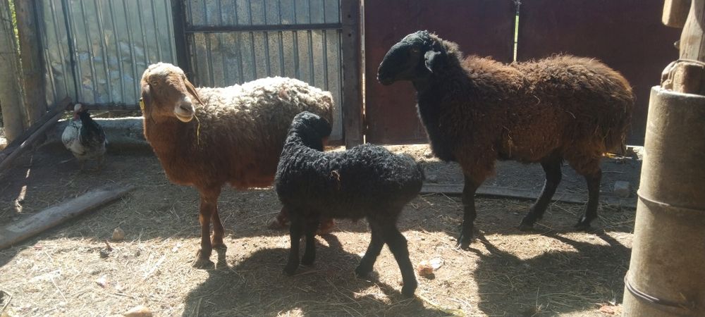 Сатыладыыыыыыыыы