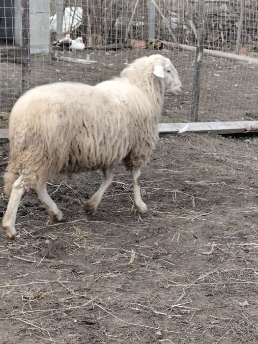 Berbec Assaf mior de vânzare