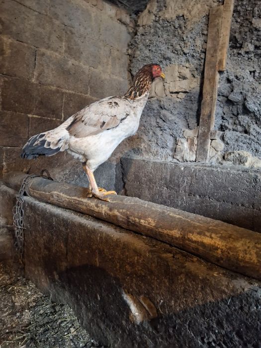 Продам даканок  срочно