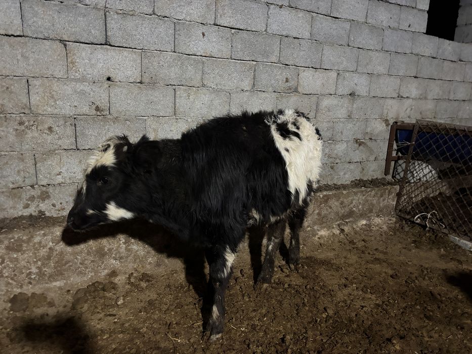 Еркек баспактар 7