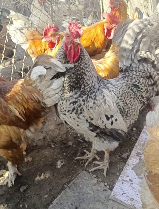 Продам инкубационные яйца