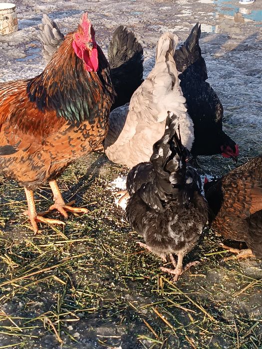 Инкубация жумыртқа