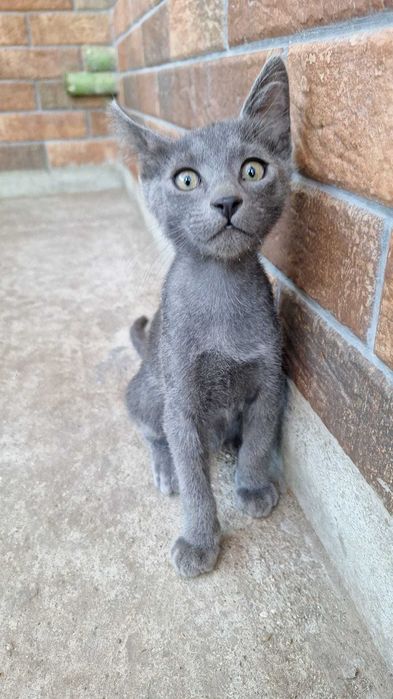 Adoptie: pisoi motanei de 3.5 luni, foarte iubitori, obisnuiti la litiera