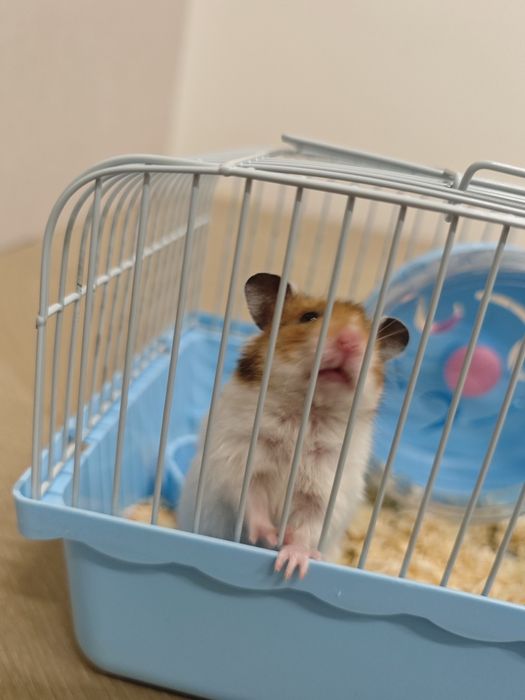 Хомяк очень активный