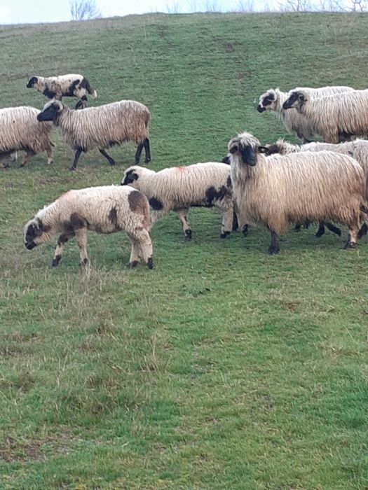 oi și berbec de vanzare