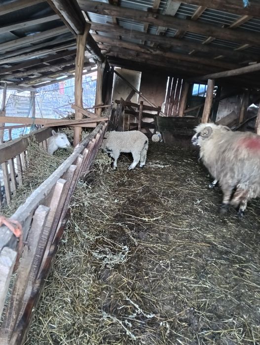 Vând oi tinere cu miei