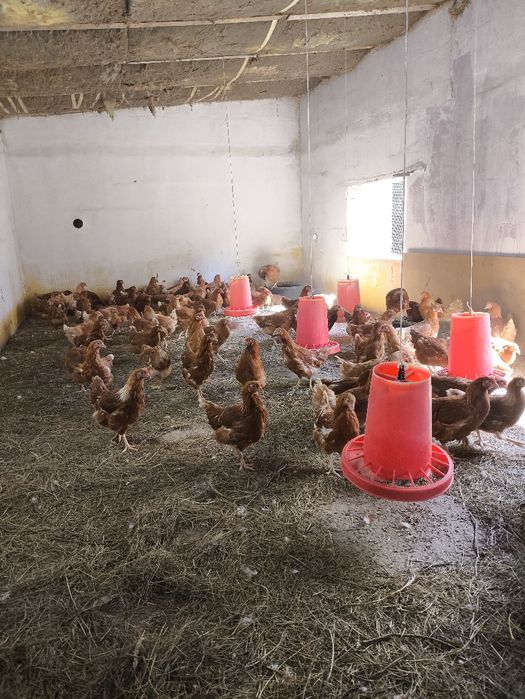 Ломан Браун цена 3350тг